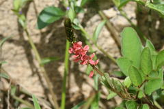 Indigofera hirsuta
